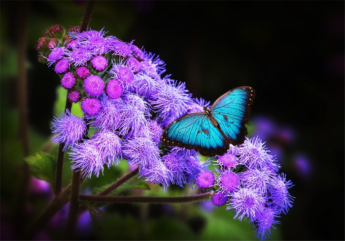 Blue Morpho Butterfly on Purple Flowers