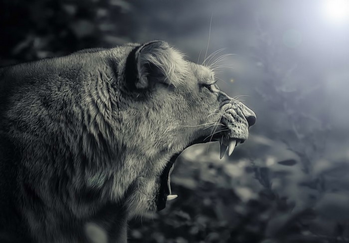 Lion roaring in black and white