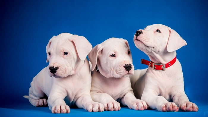 Three white Dogo Argentino puppies on a blue background