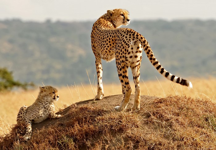 Mother cheetah and cub on a grassy mound