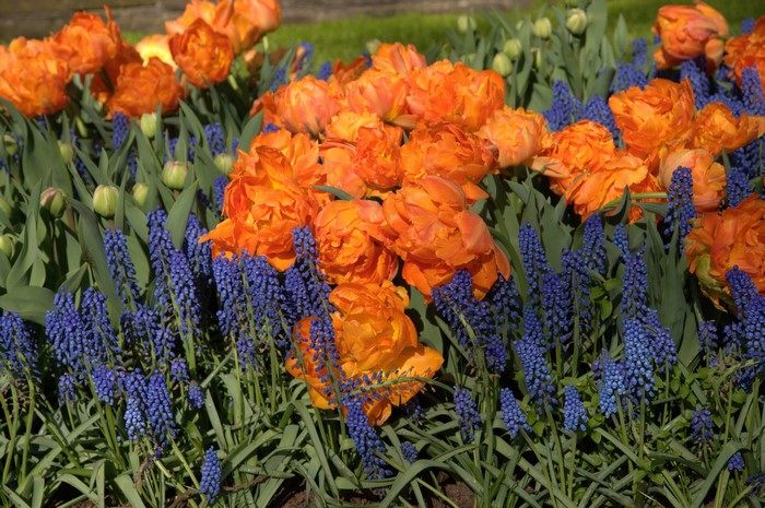 Vibrant Orange Tulips and Purple Grape Hyacinths