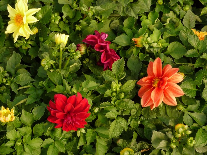 Dahlias and foliage
