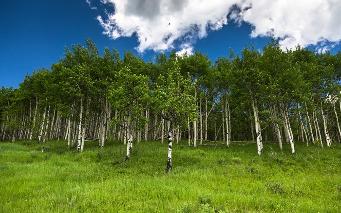 Aspen Forest with Green Grass and Blue Sky