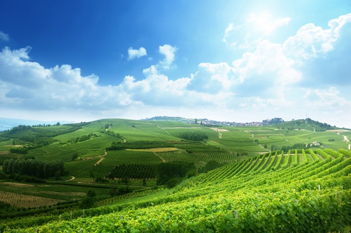Vineyard landscape in Piedmont, Italy under a blue sky