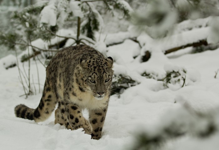 Snow leopard walking in the snow