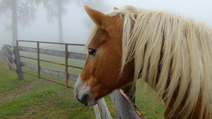 Horse with blonde mane by a wooden fence in fog