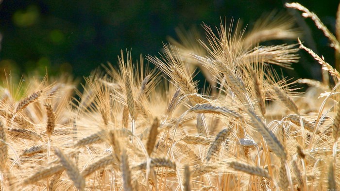 Closeup of golden wheat ears in a field