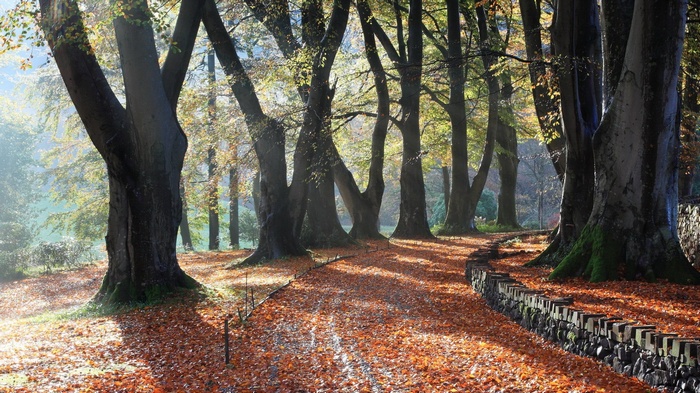 Autumn forest path with fallen leaves and stone wall