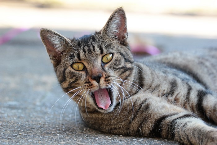 Tabby Cat Yawning on Pavement