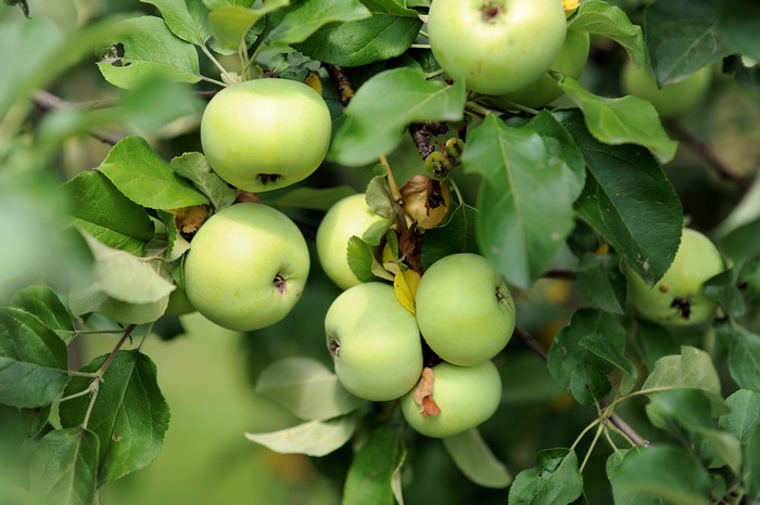 Green apples on a tree branch with foliage