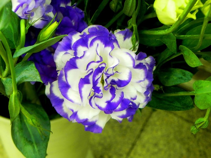 Close-up of a bi-colored Eustoma flower