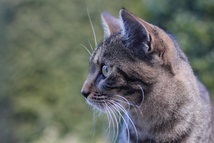 Close-up of a tabby cat's face with green eyes