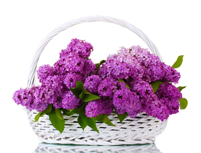 Basket of purple lilacs