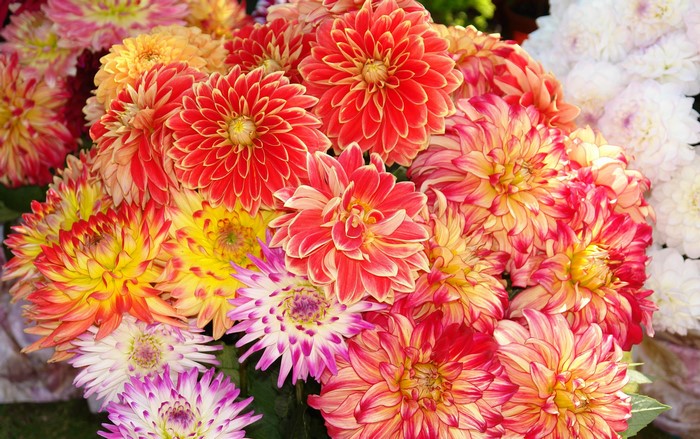 A close-up of a bouquet of colorful dahlias