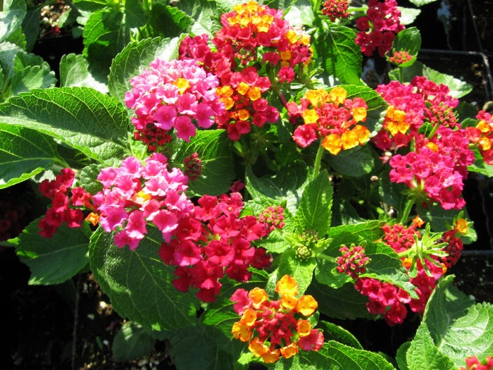 Colorful Verbena Flowers in Bloom