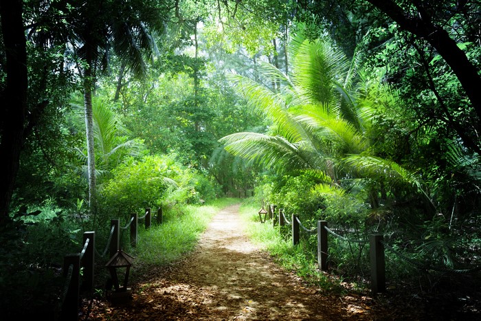 A path through a tropical forest in Seychelles