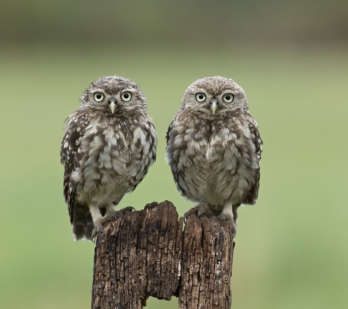 Two Little Owls on a Wooden Post