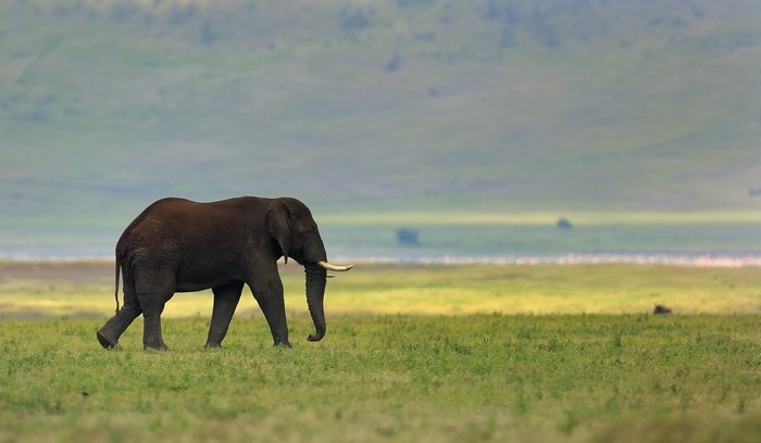 Elephant walking in a grassy field