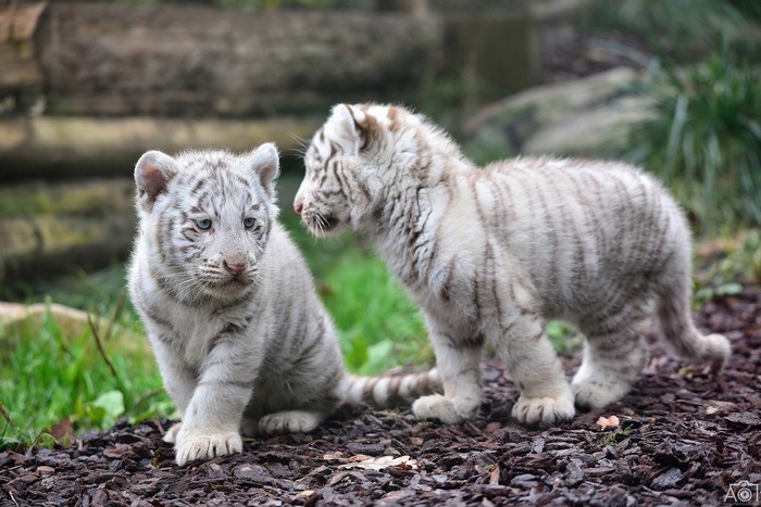 Two white tiger cubs in an enclosure