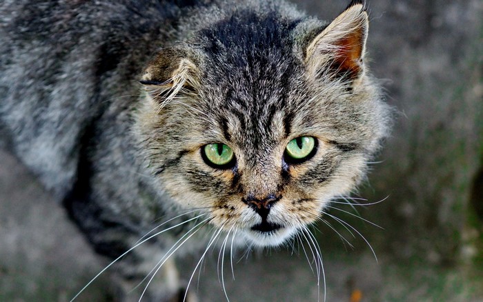 Close-up of a tabby cat with green eyes