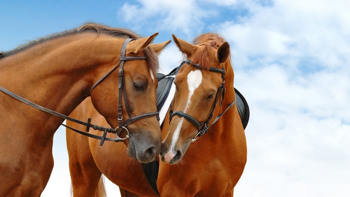 Two brown horses with bridles against a blue sky