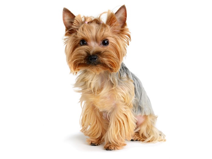 Yorkshire terrier dog sitting on white background
