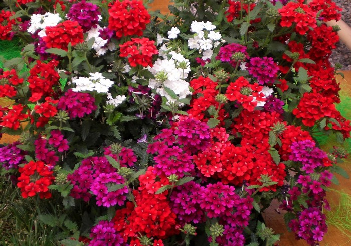 Colorful Verbena Flowers in Bloom