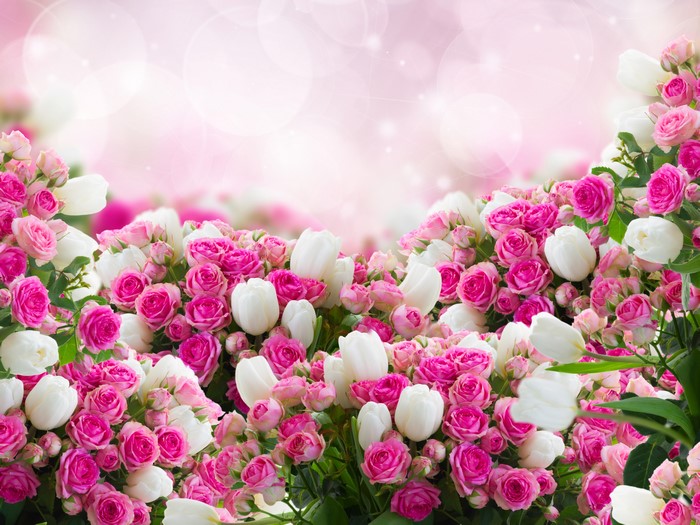 Many pink roses and white tulips