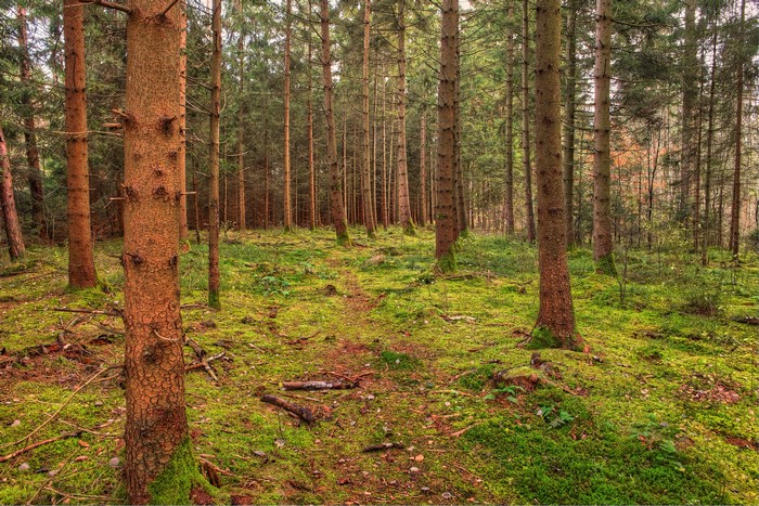 Forest path with mossy ground and tall trees