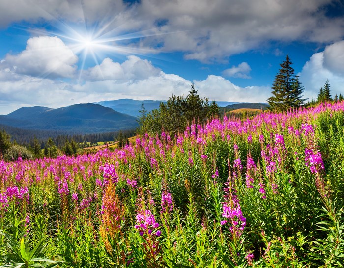 Mountain Meadow with Pink Wildflowers and Sun