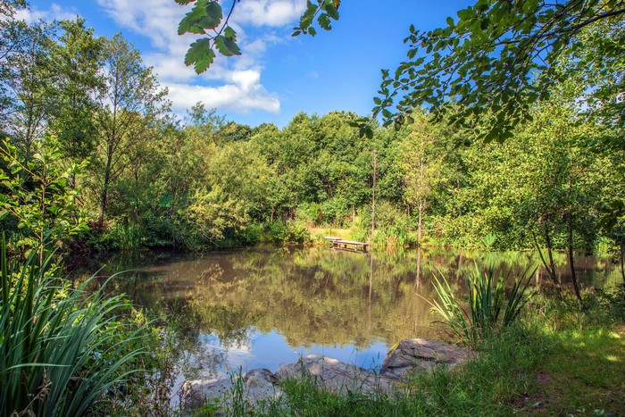 Pond with wooden jetty surrounded by trees in Germany