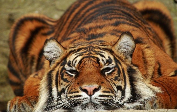 Tiger lying down