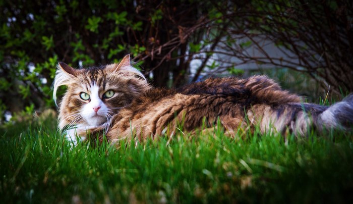 A fluffy cat with green eyes lies in the grass