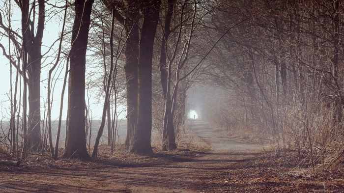 Person walking on a path through a misty forest