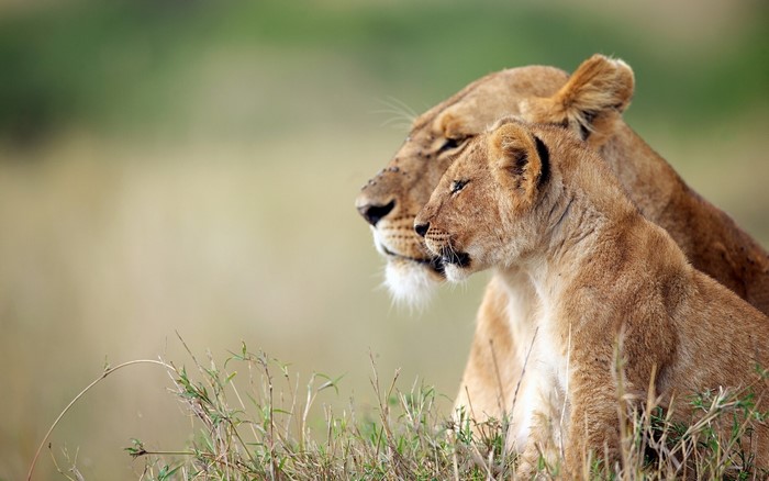 Lioness and cub in tall grass