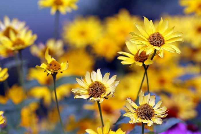 Yellow daisies in a field