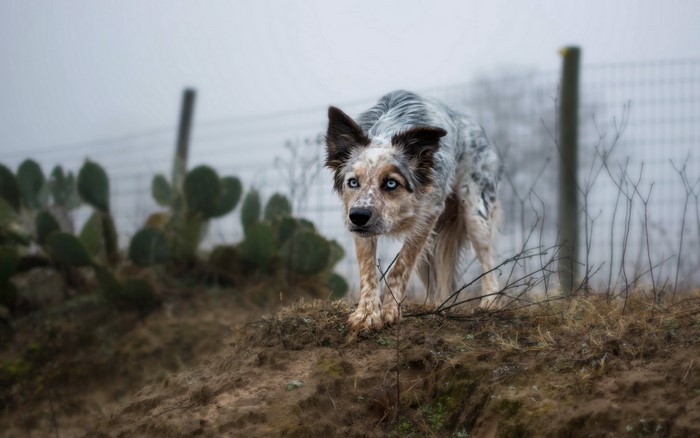 Blue Heeler dog with striking blue eyes in a foggy landscape