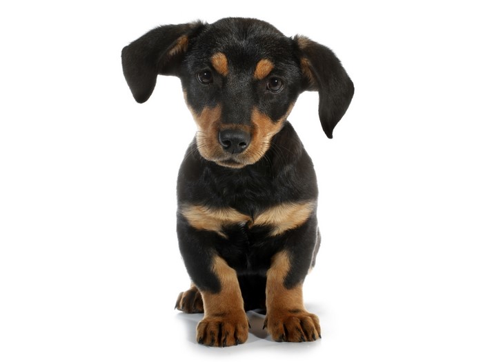 Black and tan Dachshund puppy sitting