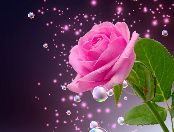 Pink rose with bubbles and sparkles