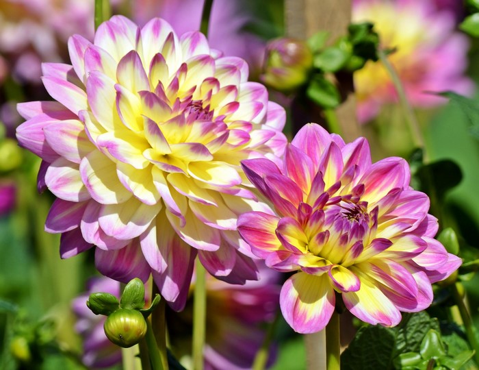 Two bicolor pink and yellow Dahlias in a garden