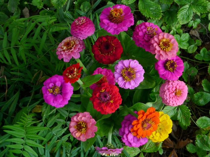 A bouquet of colorful Zinnias in a garden
