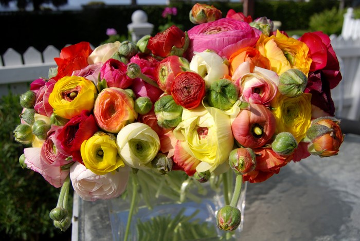 Bouquet of colorful Ranunculus flowers