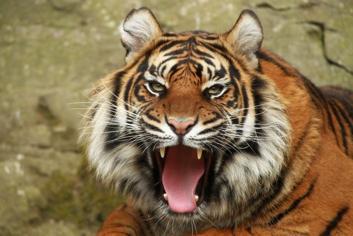 Tiger roaring with mouth open