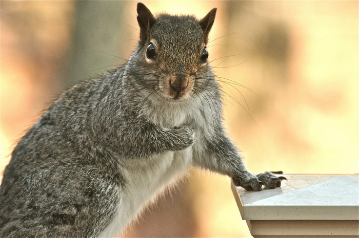 Close-up of a gray squirrel on a ledge