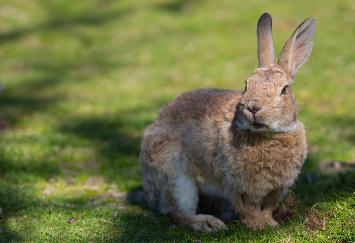 A brown rabbit sits on green grass