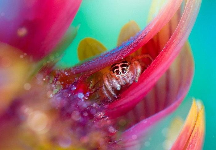 Jumping spider peeking from pink flower petals