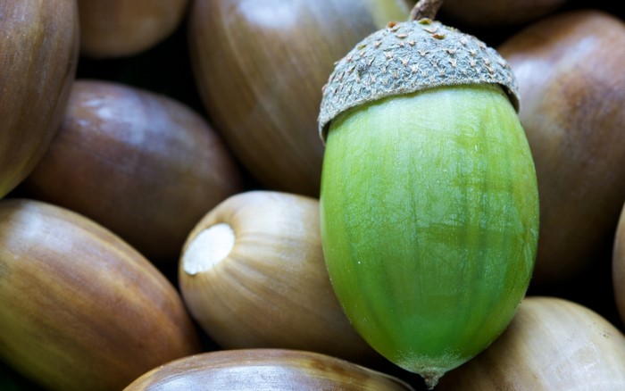 Green acorn among brown acorns