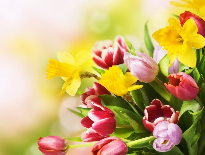 Daffodils and Tulips in a Bouquet