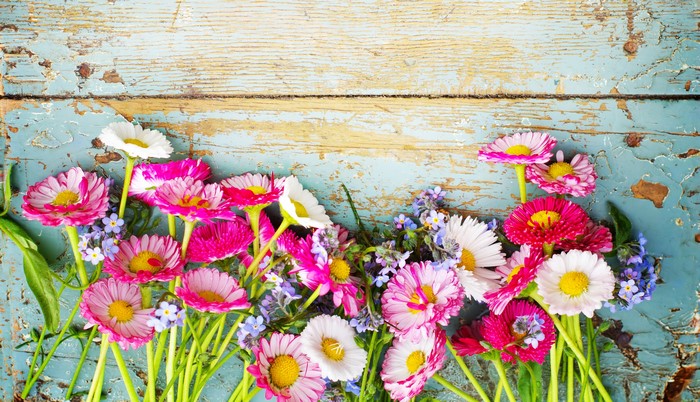 Many Bellis flowers on a distressed wooden background