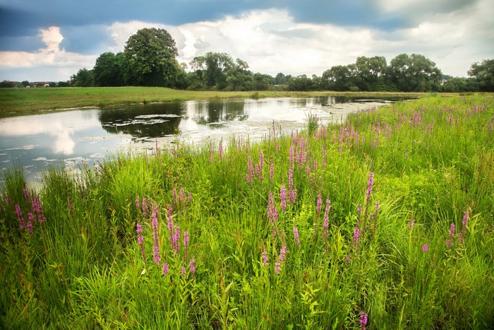 Grassy field with purple flowers and a pond